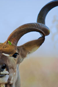 kudu