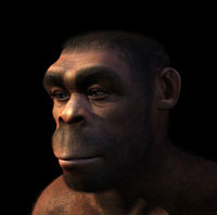 homo erectus