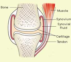 synovium fluid - knee