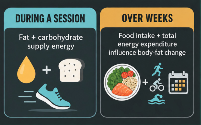 Comparison of fuel used during exercise and the factors influencing body-fat change over time. Comparison of fuel used during exercise and the factors influencing body-fat change over time.